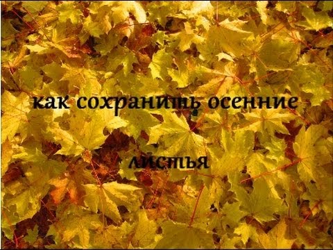 как сохранить осенние листья