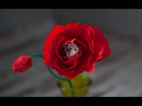 DIY | Poppy flower made ​​of paper wiht candy | Букет из конфет - Маки.